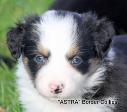 Tricolour smooth coated female border collie puppy